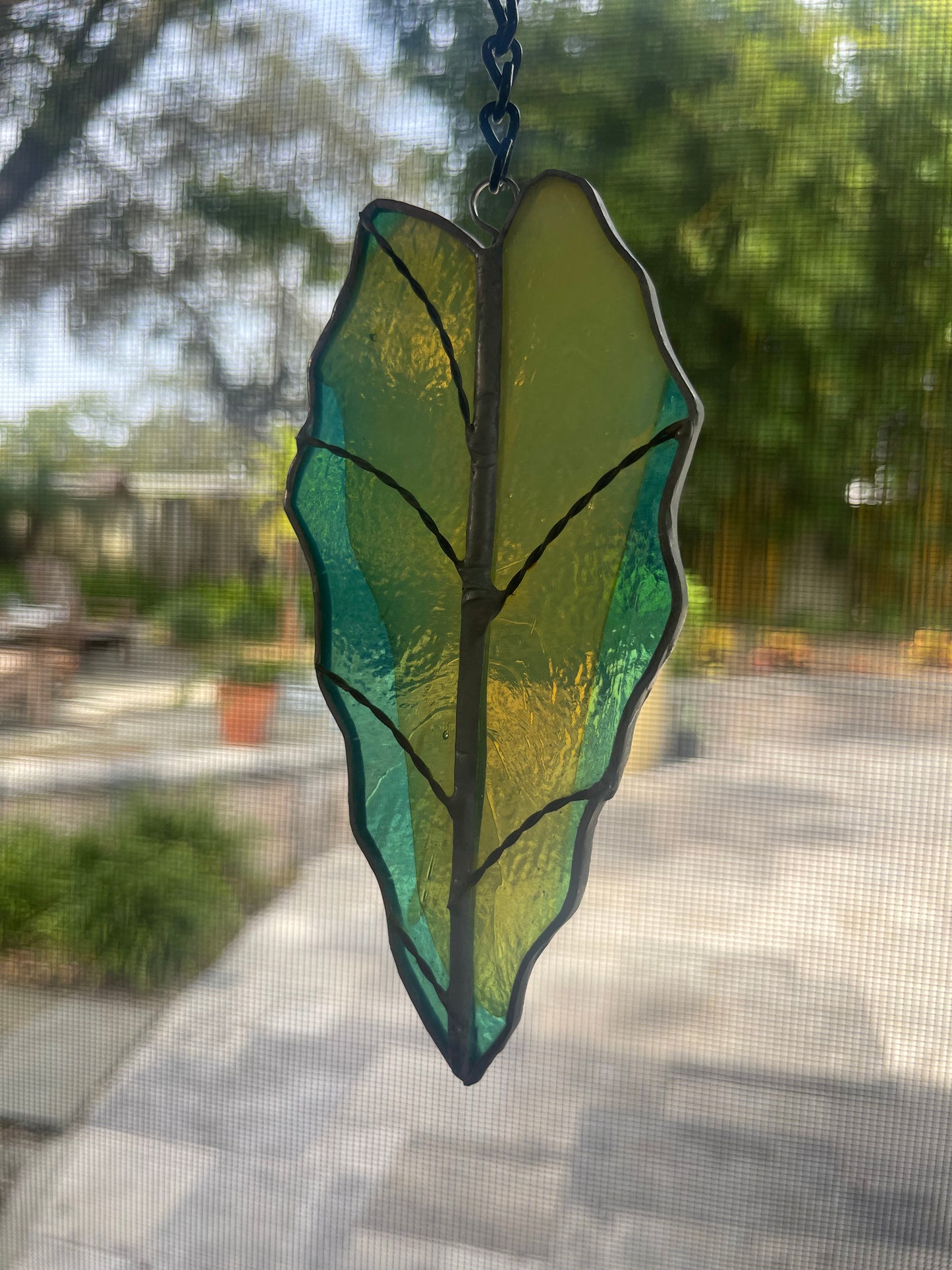 Alocasia