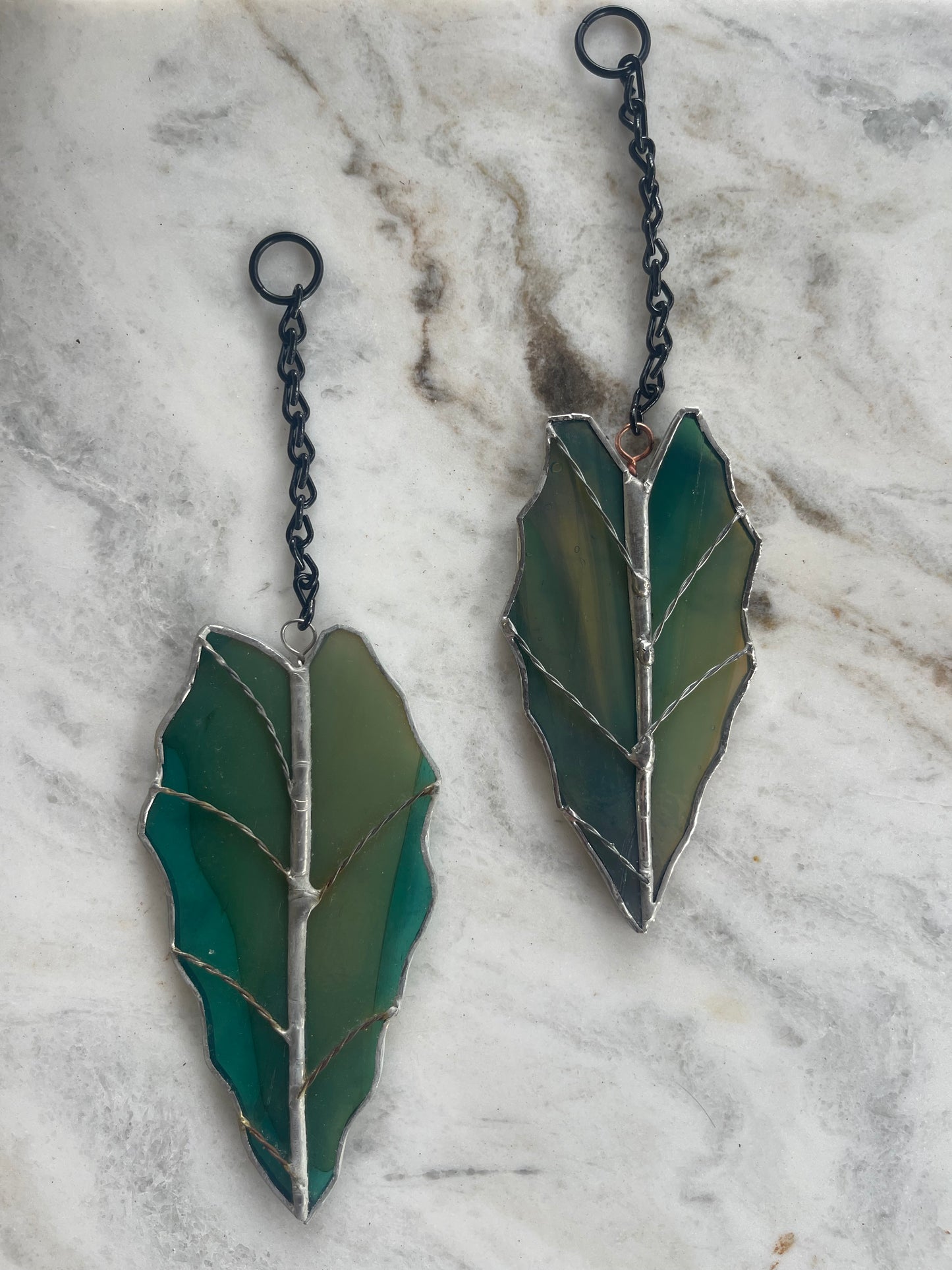 Alocasia