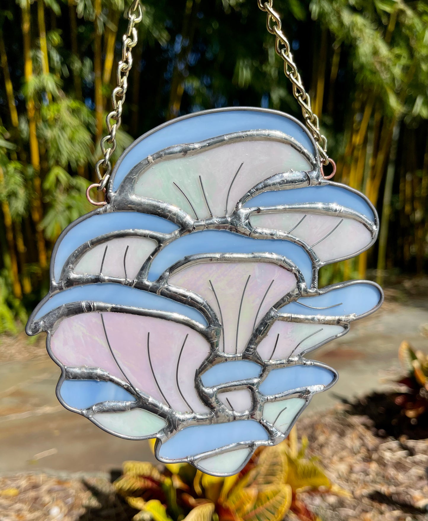 Blue Oyster Mushroom
