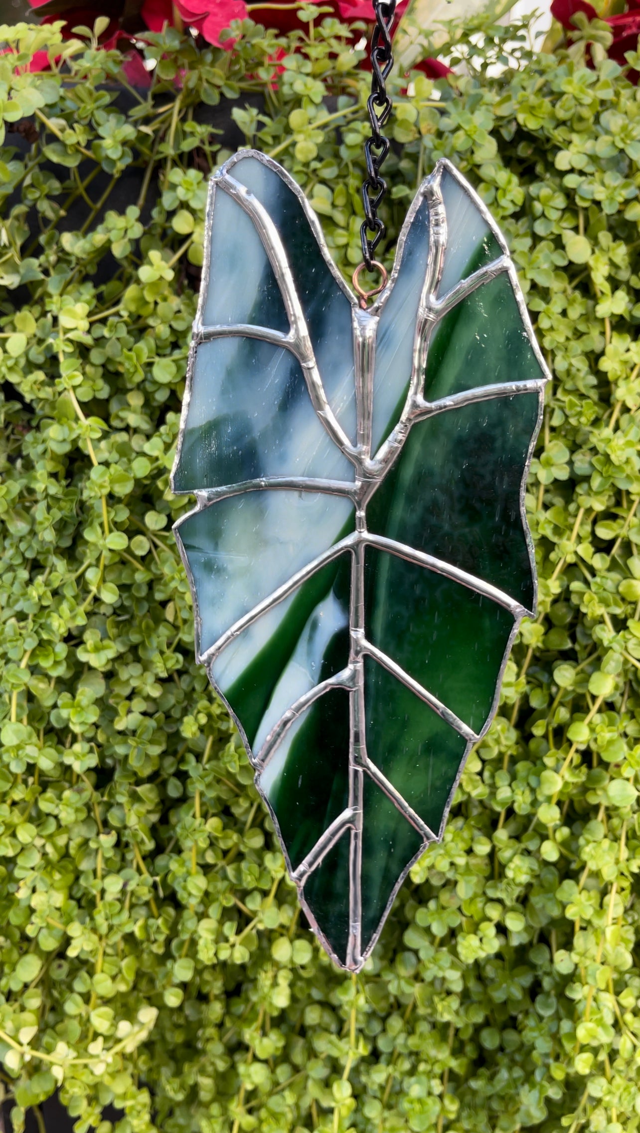 Alocasia