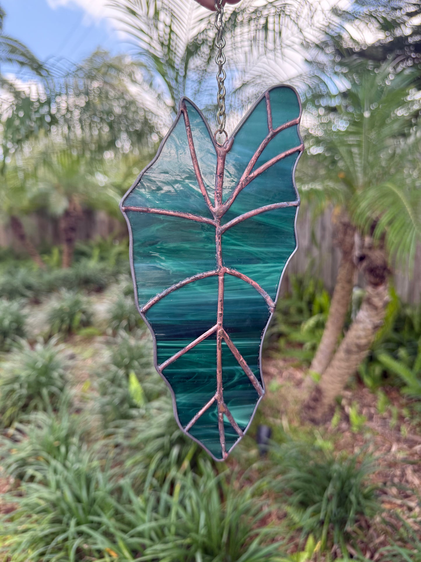 Alocasia